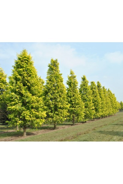 Декоративне листопадне хвойне дерево для саду